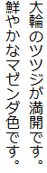 大輪のツツジが満開です。
鮮やかなマゼンダ色です。